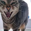 i_love_cats458