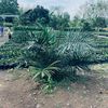 pucuk_terindah