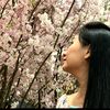 sakura.traveller
