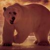 animal_1v1s