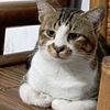 marthatioriasiman