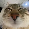 guilhermeeewks
