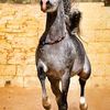 mohamadaboud530