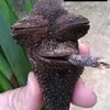 gutsae0