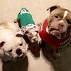 smushyfacetexans