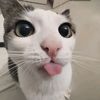 oreocookisandcream