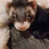 ferret.frenzy1