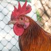 god_of_chickens5