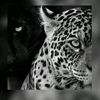 shaly_2411