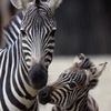 zebra.ux