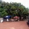 trantho558
