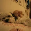 jala_178