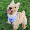 dottiethescottie