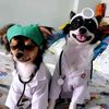 soju_sominthechihuahua