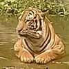mohd.saiful824