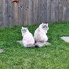 dave_dahlia_the_ragdolls