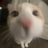 nicolas.kyirln