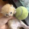 quynhchanh_14