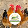 Gratia Poultry&Dairy Farm Ltd