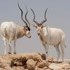 yloveoryx