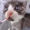 tuned_percussionist