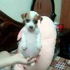 syrine_lxz