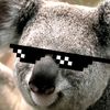 🐨 ayzzeta