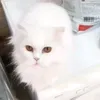 souadalex