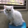 ban_lovecat