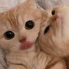 meyuisu