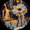 lofiqloyalhearttiktok.co