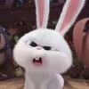 ppampipoo