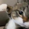 j_jellybean1