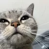 nekopower1210