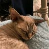 willow_user2939472