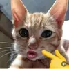 thanh_nga289