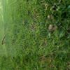 grass_h.jpeg