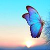 humairasheikh12