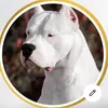 ilovedogoargentino