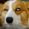 nonchalantcorgi
