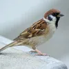 vorobay_228