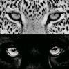 lizzikoo_8