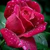 user149110654024