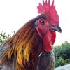 eggsthai
