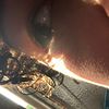 tifannykitty2