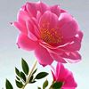 syed_ghous1