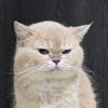 saycat.family