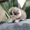wak_channel