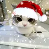 missbaddieofficial99