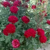 flower_564321